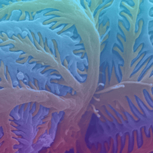 IPC2025 Reg Attendee Info Square (800 x 800 px)