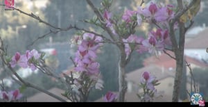 Rambam podocyte video