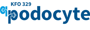 kfo 329 podocyte